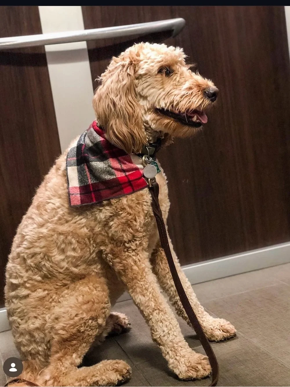 Dog Accessories